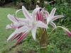 038-Big-lily-flower