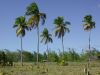 105-Coconut-palms-with-CW-tent
